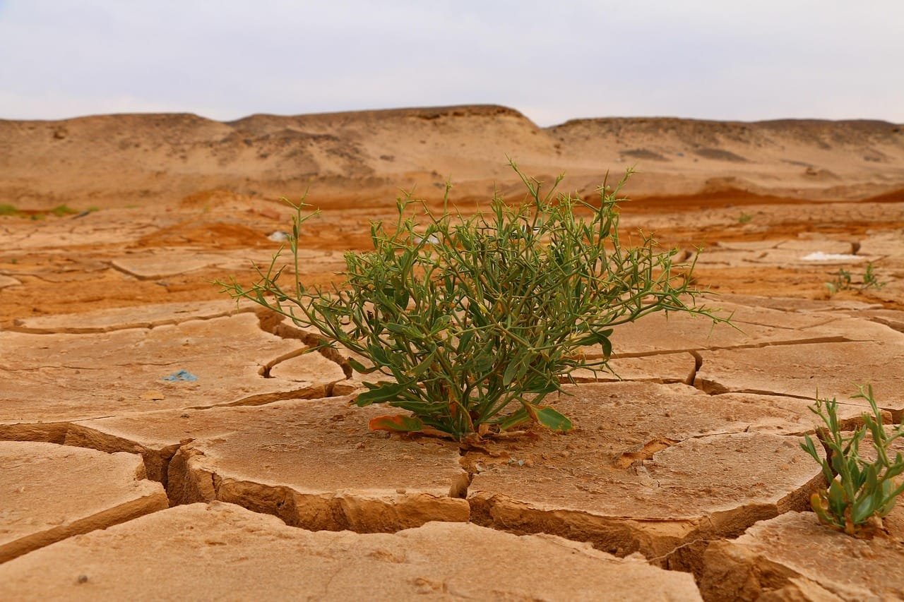 Understanding Climate Change and Its Impact on Food Security