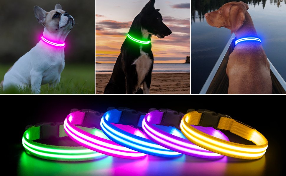 12 Must-Have Dog Gadgets That Actually Work in 2025