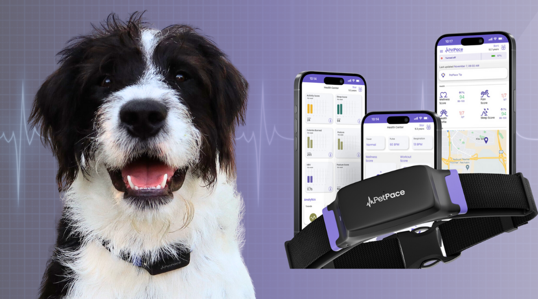 12 Must-Have Dog Gadgets That Actually Work in 2025