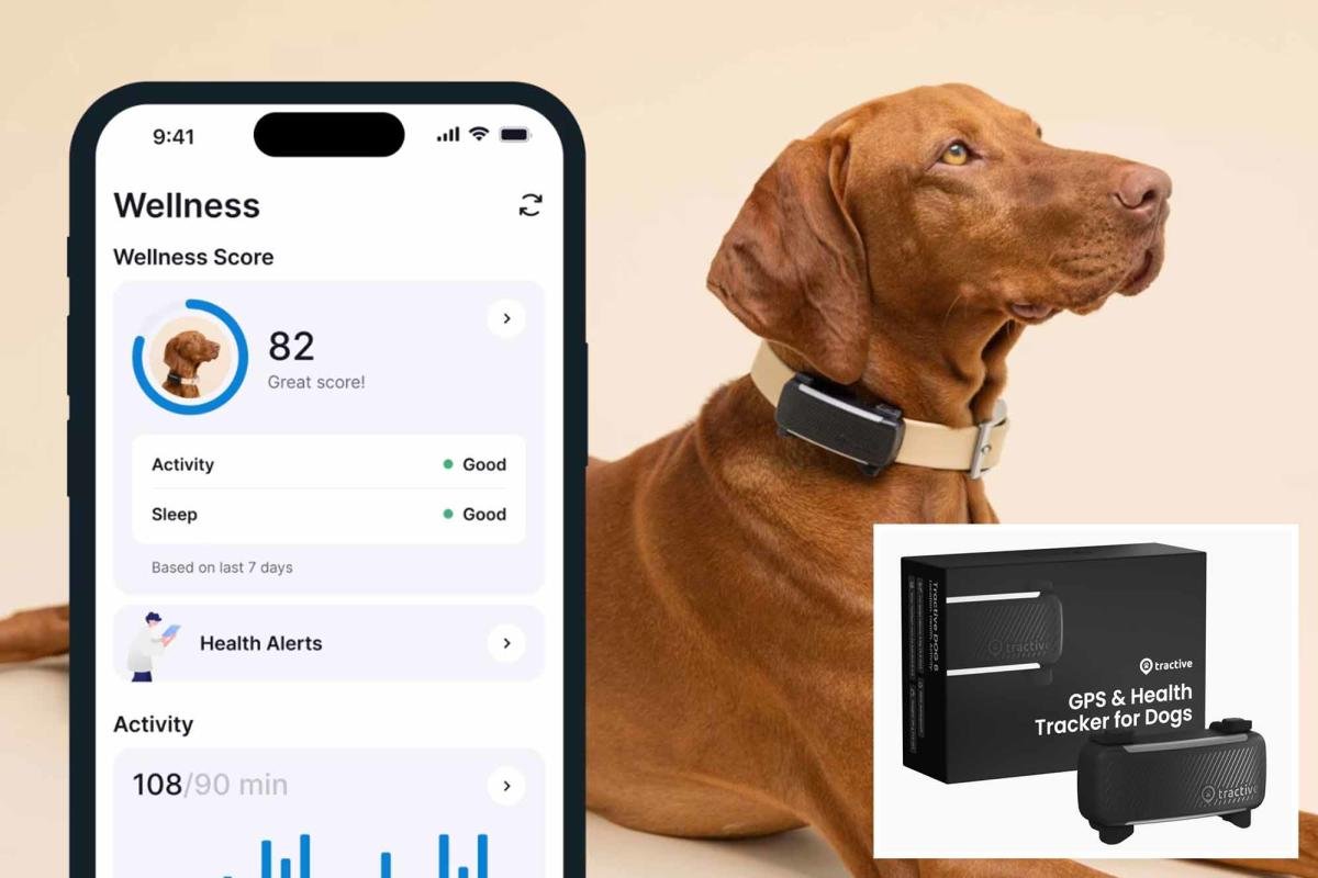 12 Must-Have Dog Gadgets That Actually Work in 2025