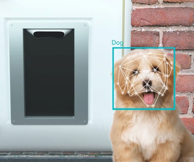 12 Must-Have Dog Gadgets That Actually Work in 2025